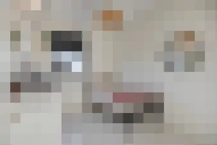 Gaffel 6 Bergen op Zoom thumbnail 20