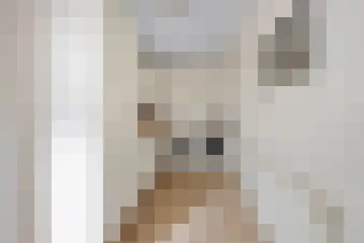 Gaffel 6 Klazienaveen thumbnail 20