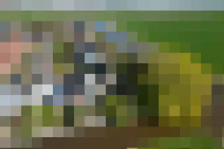 Gaffelaar 8 Franeker