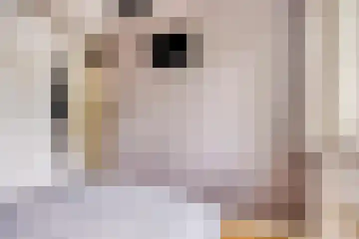 Gaffellaan 2 A Apeldoorn thumbnail 35