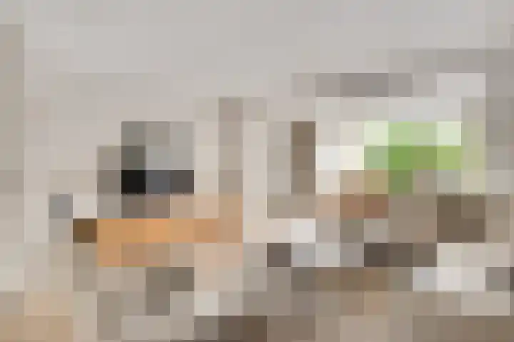 Gagel 10 Herkenbosch thumbnail 5