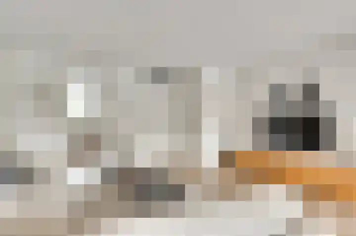 Gagel 10 Herkenbosch thumbnail 8