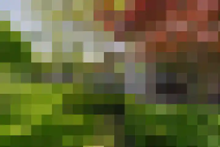 Gagel 3 Eersel thumbnail 35