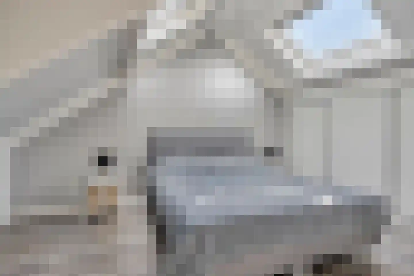 Gagel 35 Herkenbosch thumbnail 18