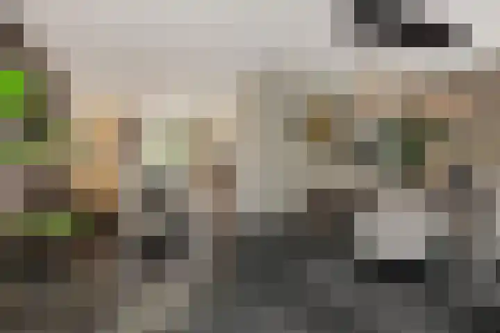 Gagel 8 Geffen thumbnail 11