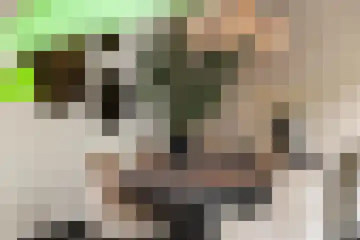 Gagel 8 Geffen thumbnail 12