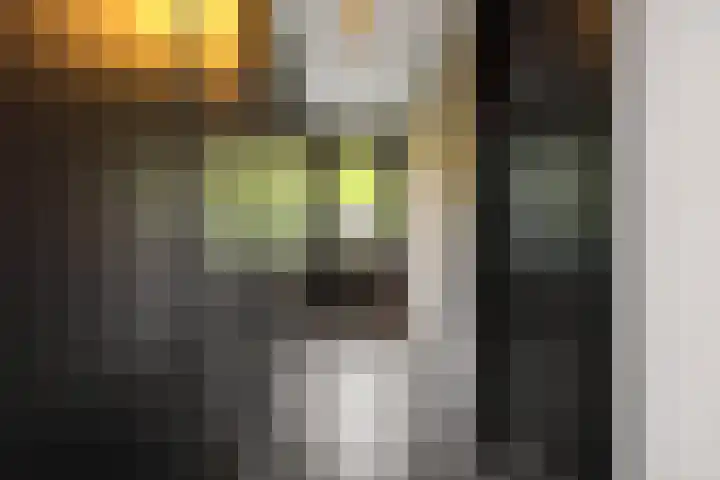 Gagel 8 Geffen thumbnail 20