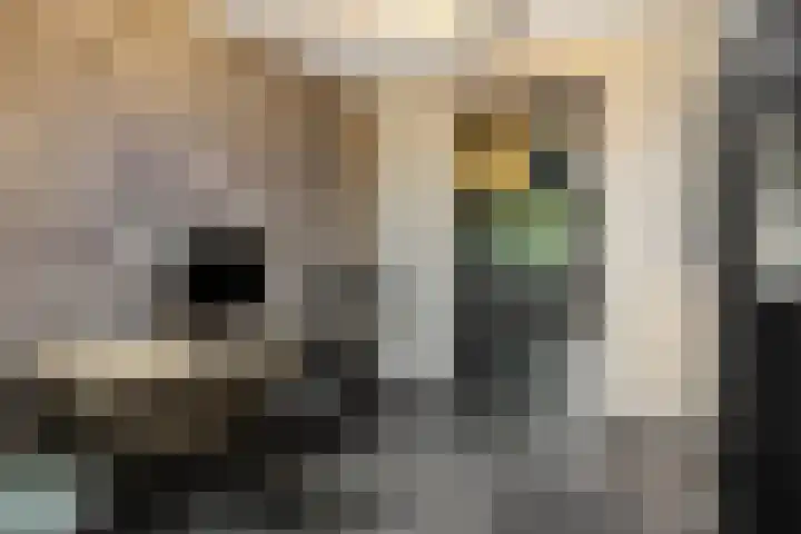 Gagel 8 Geffen thumbnail 21