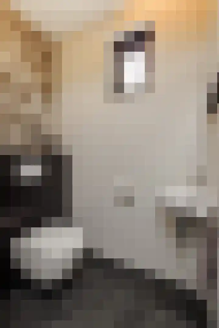 Gagel 8 Geffen thumbnail 25