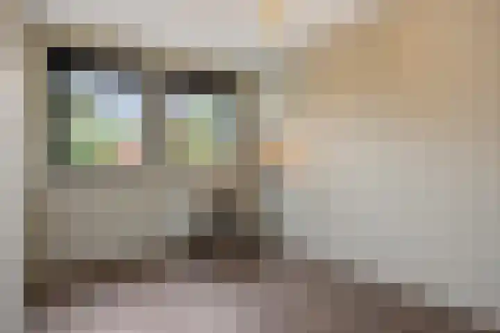 Gagel 8 Geffen thumbnail 34