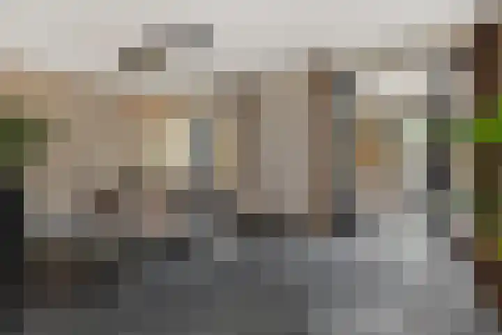 Gagel 8 Geffen thumbnail 4