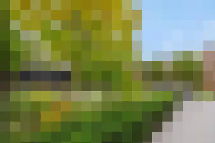 Gagel 8 Geffen thumbnail 43
