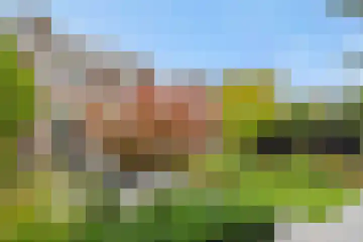 Gagel 8 Geffen thumbnail 46