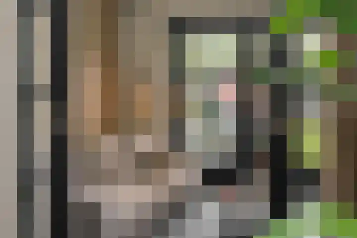 Gagel 8 Geffen thumbnail 5