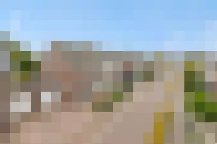 Gagel 8 Geffen thumbnail 52