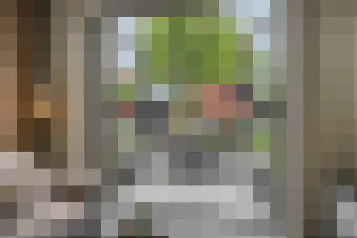 Gagel 8 Geffen thumbnail 8