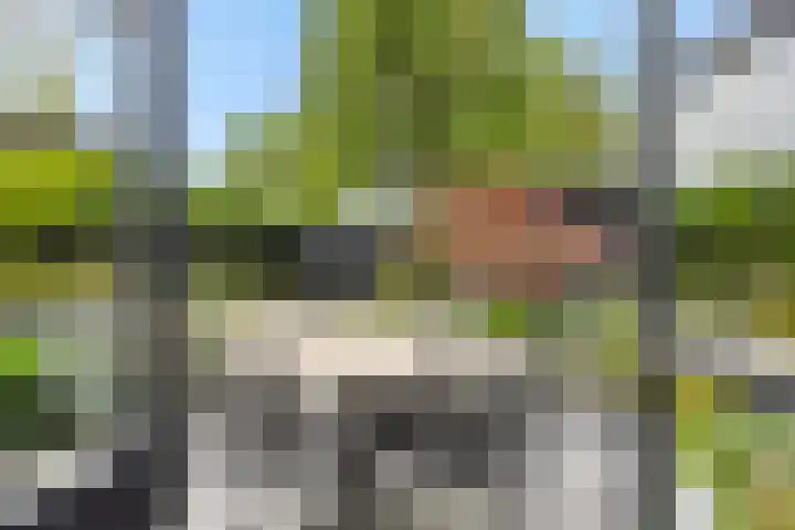 Gagel 8 Geffen thumbnail 9