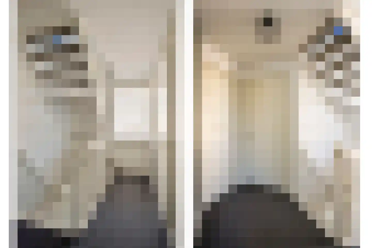 Gagel 9 Geffen thumbnail 24