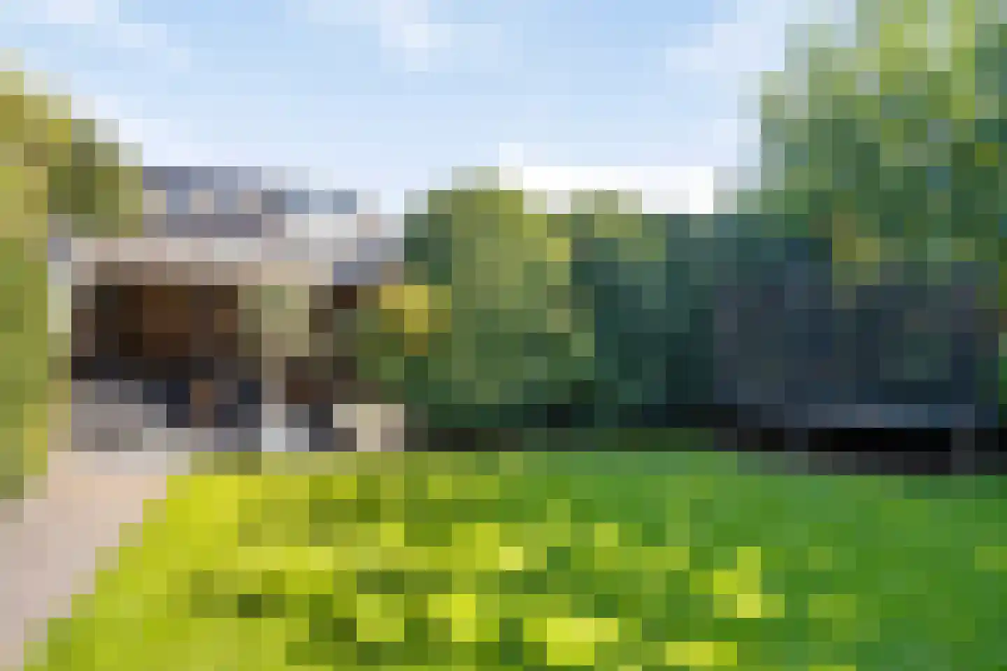 Gagel 9 Geffen thumbnail 32