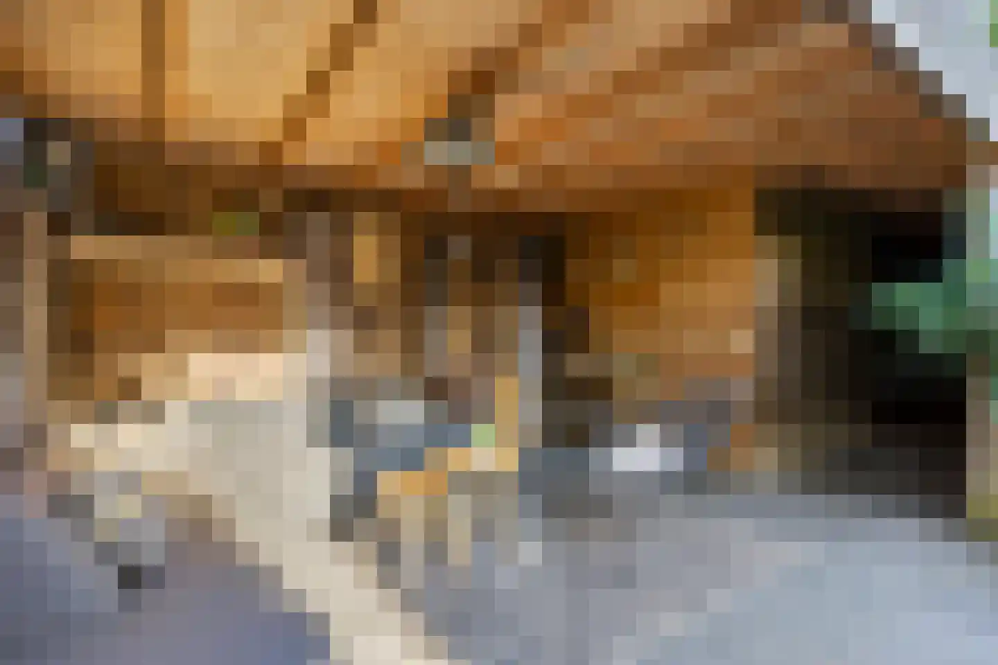 Gagel 9 Geffen thumbnail 43