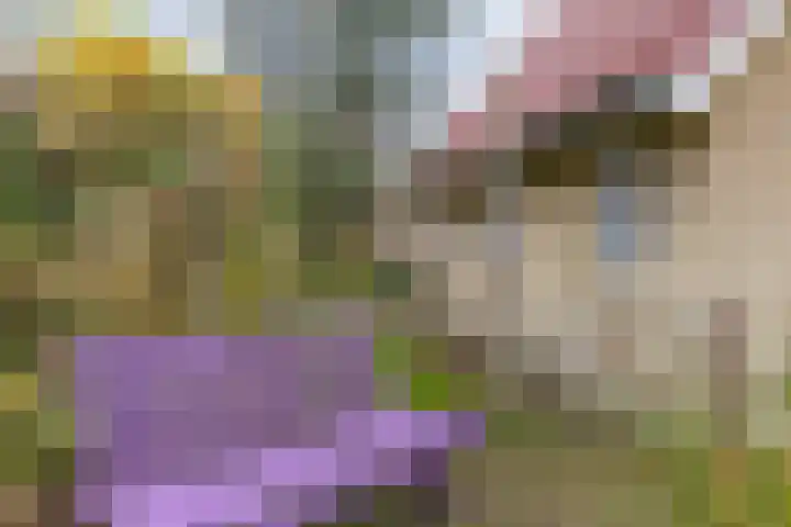 Gagelmaat 4 95 Westerbork thumbnail 8