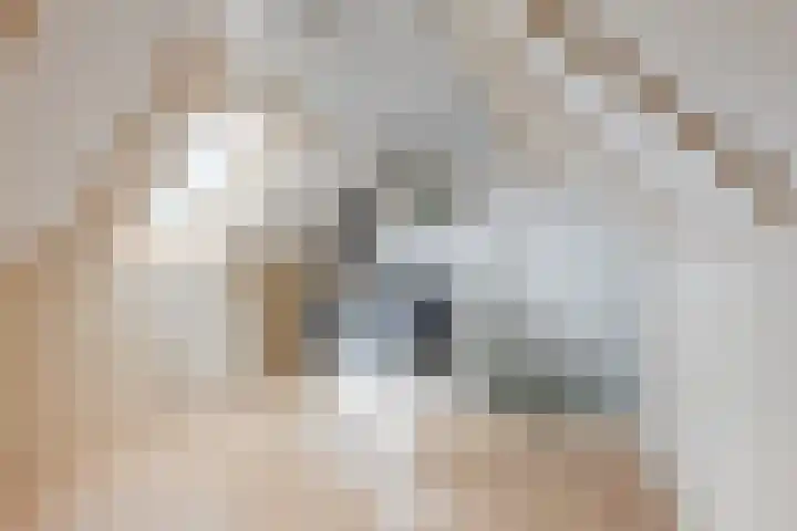 Gagelrijs 81 Rijen thumbnail 25