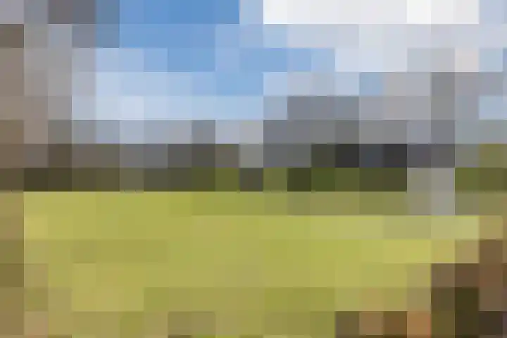 Gagelrijs 81 Rijen thumbnail 32