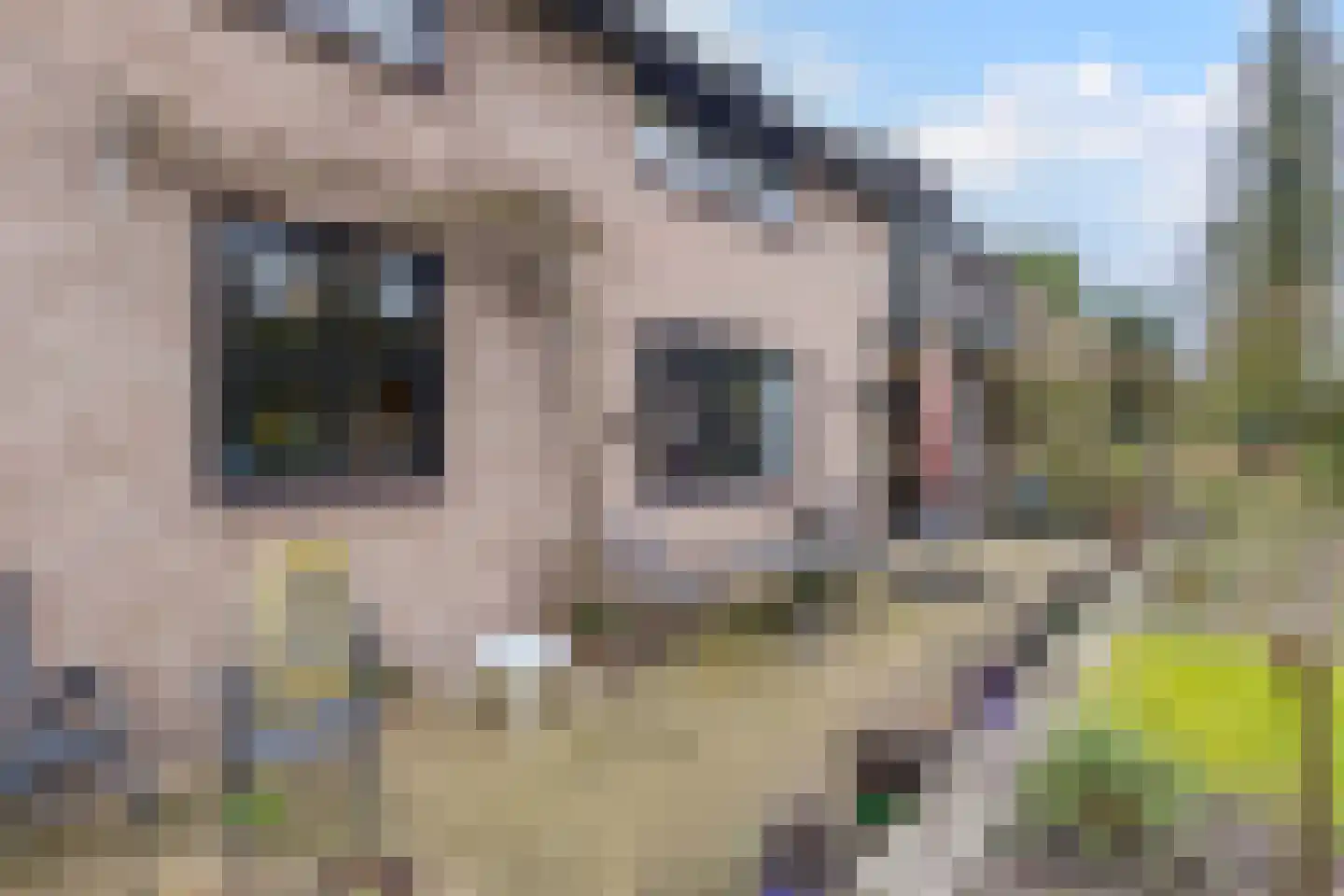 Gagelveld 19 Milsbeek thumbnail 51