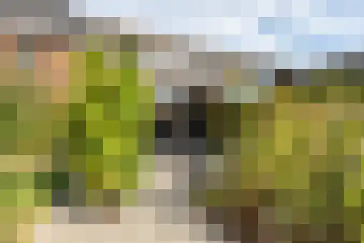 Gaickingalaan 11 Zuidhorn thumbnail 15