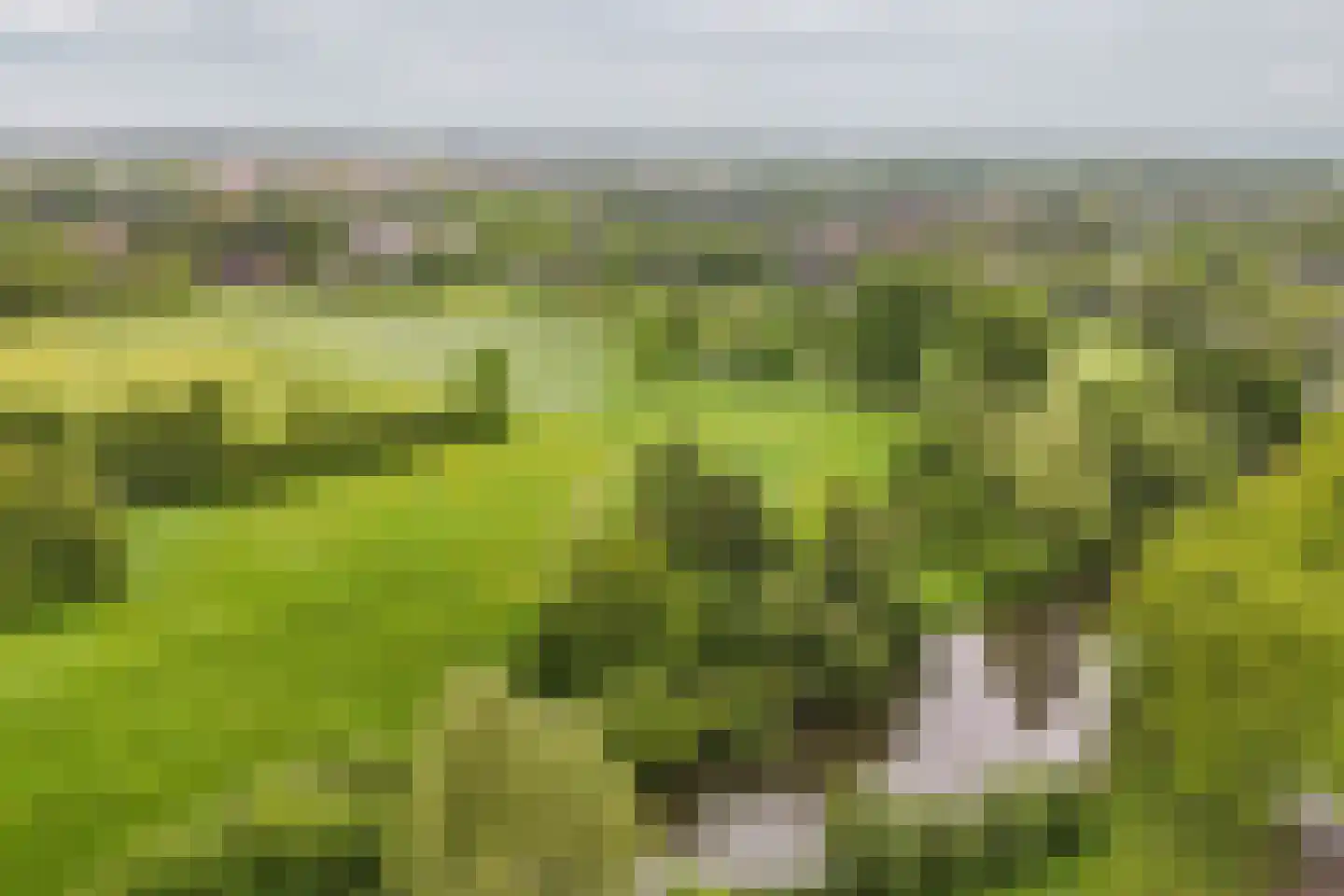 Galbasingel 25 Beuningen Gld thumbnail 46