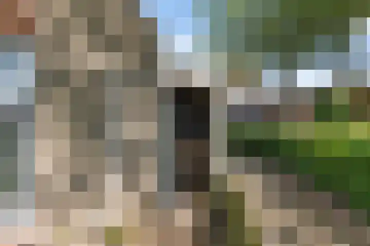 Galge 6 Stiens thumbnail 13