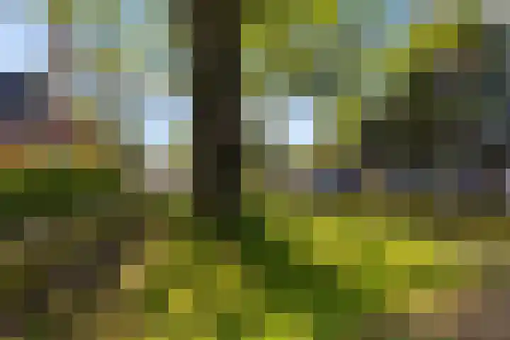 Galge 6 Stiens thumbnail 16