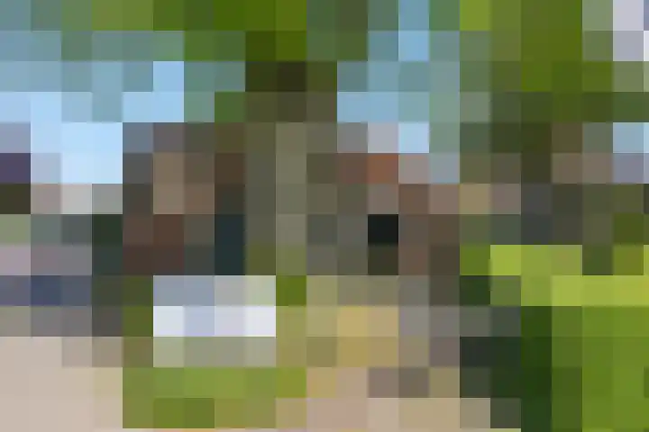 Galge 6 Stiens thumbnail 18