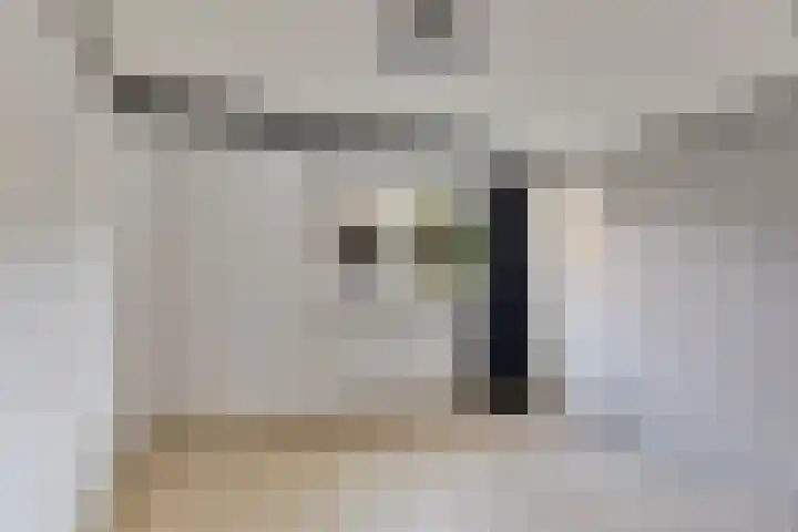 Galge 6 Stiens thumbnail 9