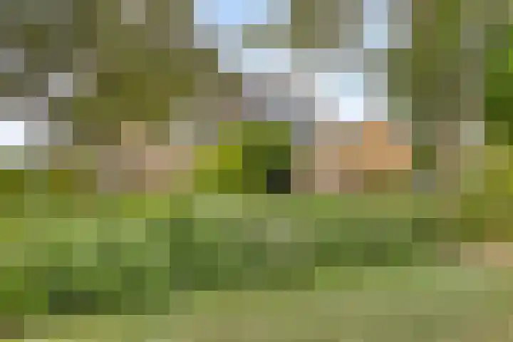 Galgenweg 23 Zevenbergen thumbnail 4