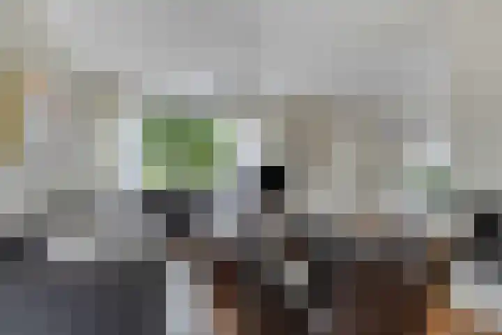 Galgenweg 23 Zevenbergen thumbnail 8