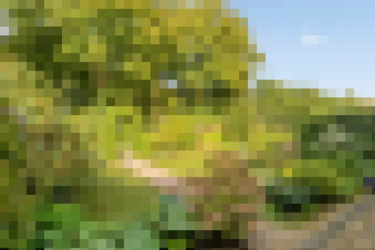 Galgeplek 10 Elst thumbnail 43