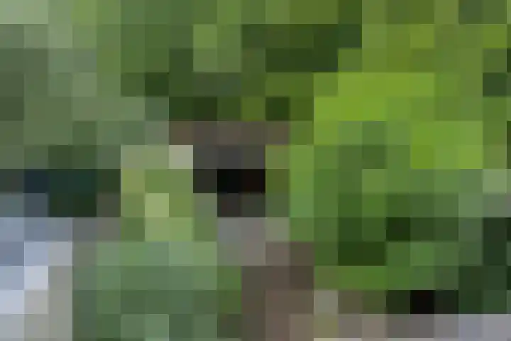Galicië 14 Leusden thumbnail 47