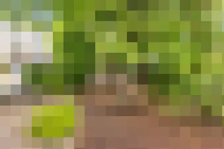 Galicië 22 Leusden thumbnail 37