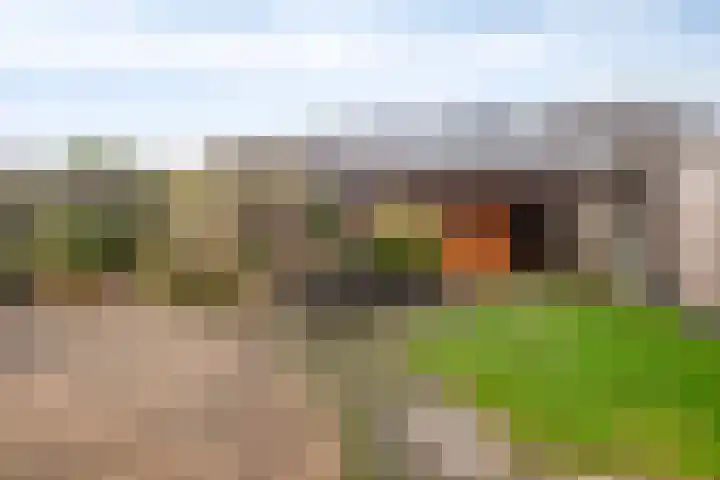 Galjoen 10 10 7 Lelystad thumbnail 23