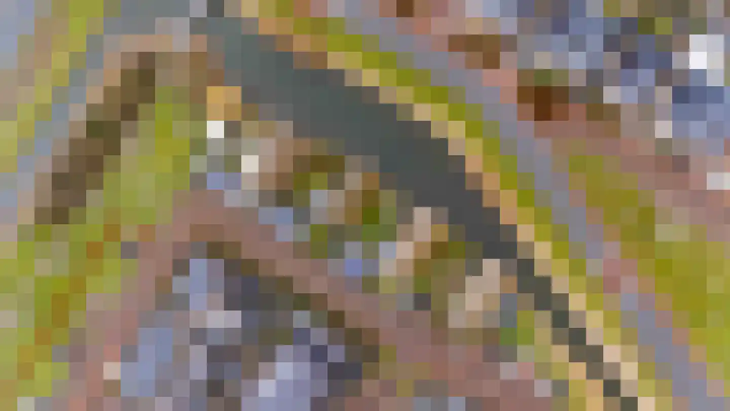 Galjoen 11 58 Lelystad thumbnail 37