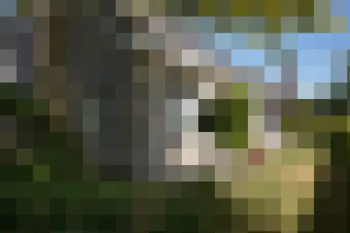 Galjoen 22 Breskens thumbnail 43