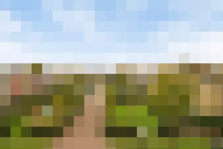 Galjoen 22 Nijkerk thumbnail 22