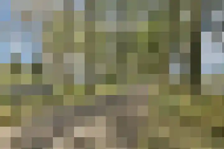 Galjoen 4 Diemen thumbnail 27