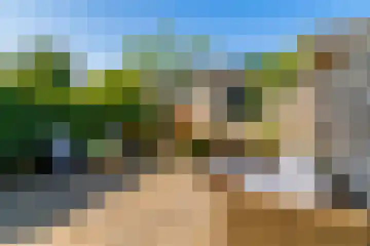 Galjoen 5 Diemen thumbnail 12