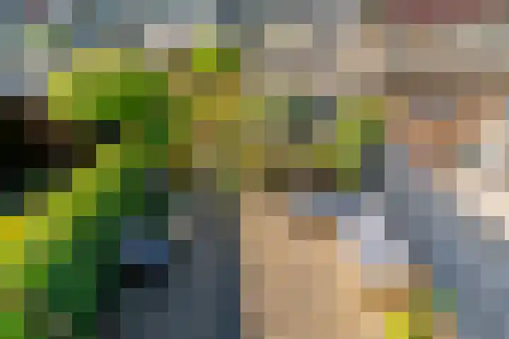 Galjoen 5 Diemen thumbnail 15