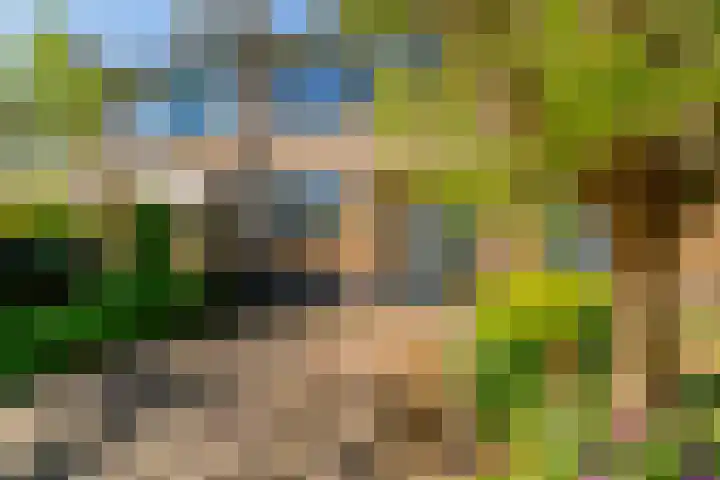 Galjoen 5 Diemen thumbnail 46