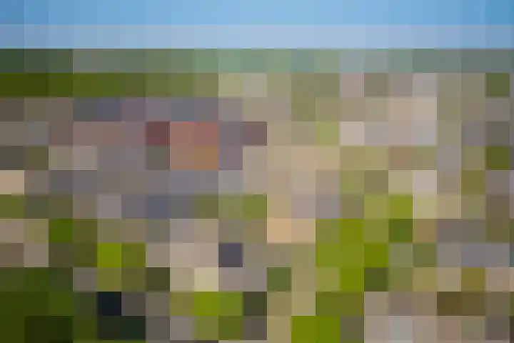 Galjoen 5 Diemen thumbnail 49