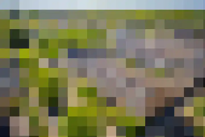 Galjoen 5 Diemen thumbnail 51