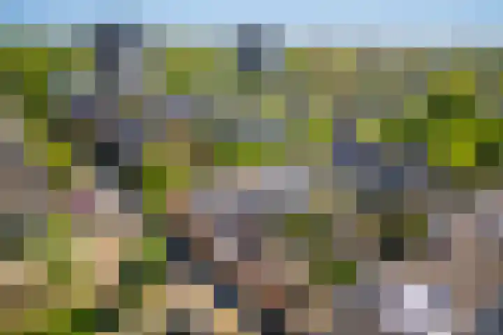 Galjoen 5 Diemen thumbnail 52